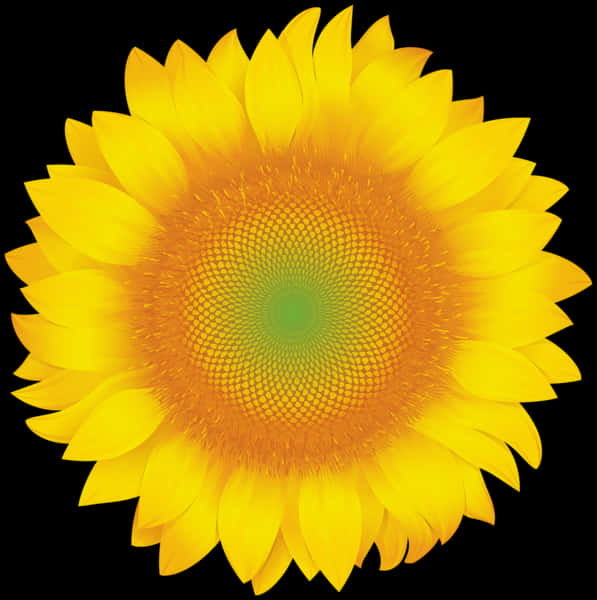 Sunflower Png 597 X 600