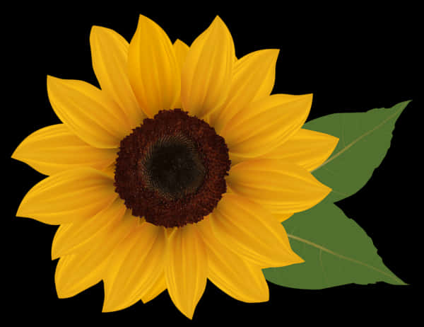 Sunflower Png 600 X 462