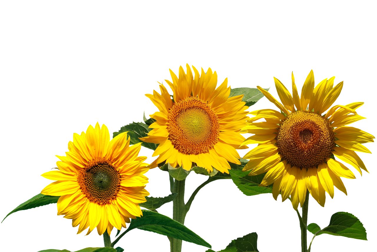 A Group Of Sunflowers With Green Leaves