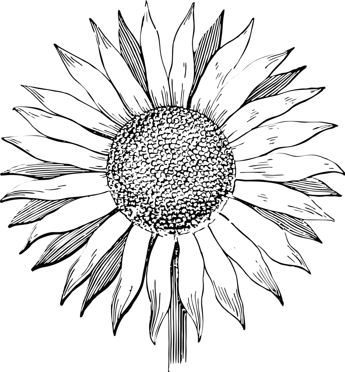 A Black And White Image Of A Sunflower