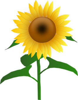 A Sunflower With Green Leaves