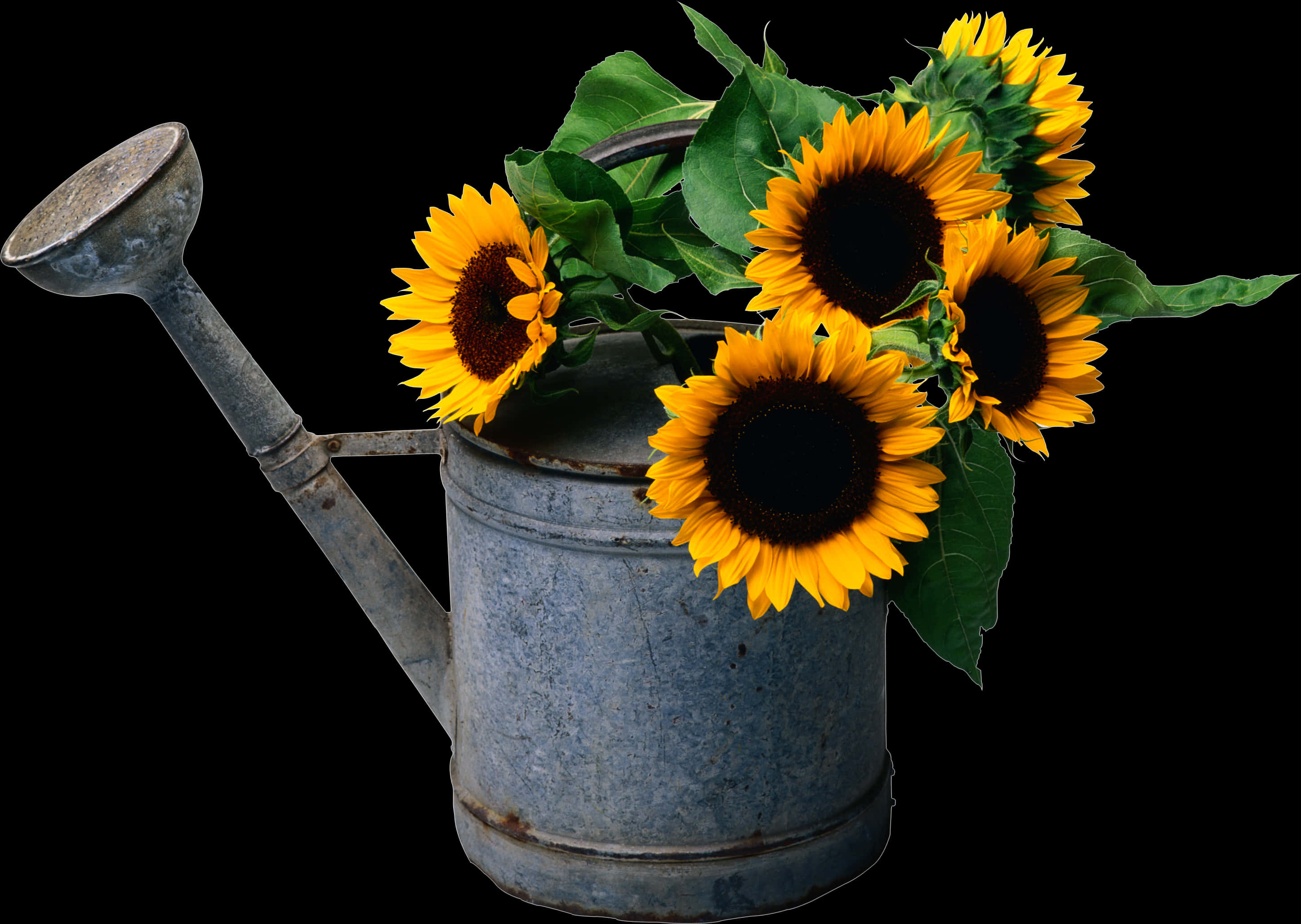 Sunflower Plant On Watering Can
