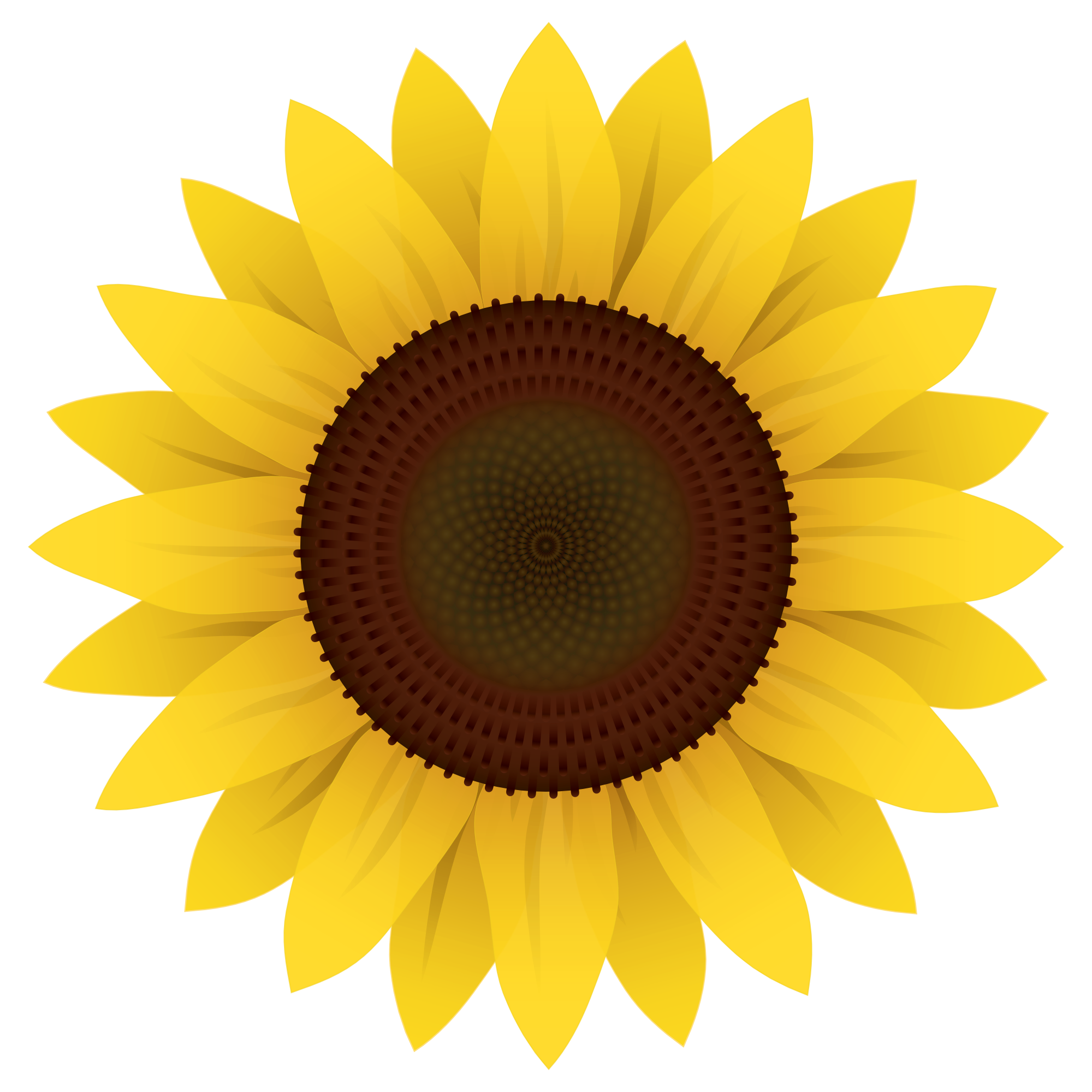 A Yellow Sunflower With A Black Background