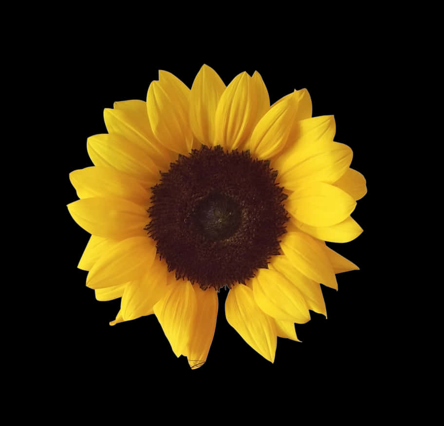 Sunflower With Missing Petal