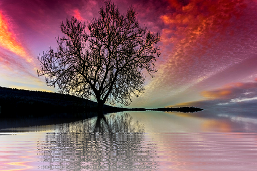 A Tree In The Water