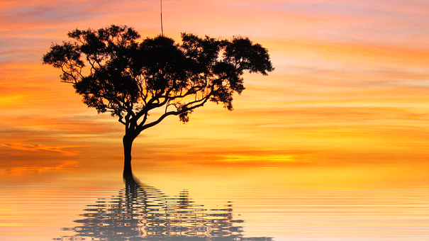 A Tree In Water With A Sunset In The Background