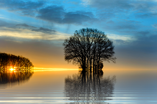 Trees In The Water With A Sunset Behind Them