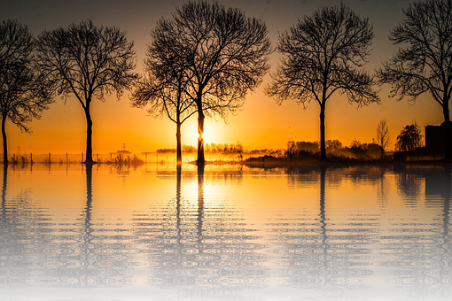 A Group Of Trees In A Body Of Water