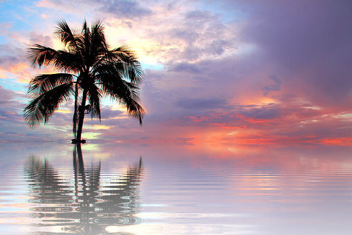 A Palm Tree In The Water