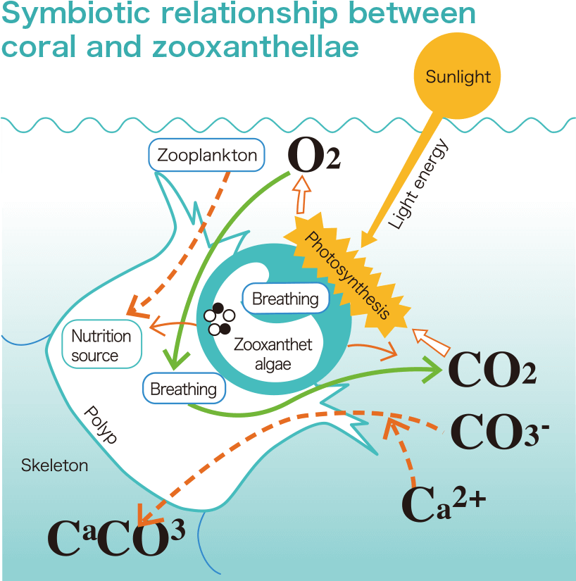 A Diagram Of A Structure