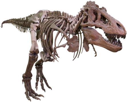Download A Skeleton Of A Dinosaur [100% Free] - FastPNG