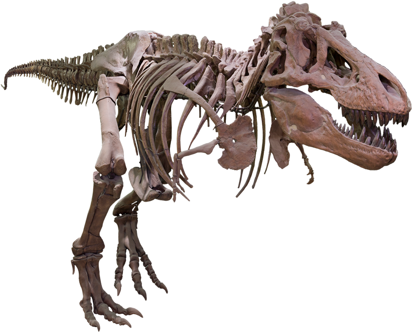 A Dinosaur Skeleton On A Black Background