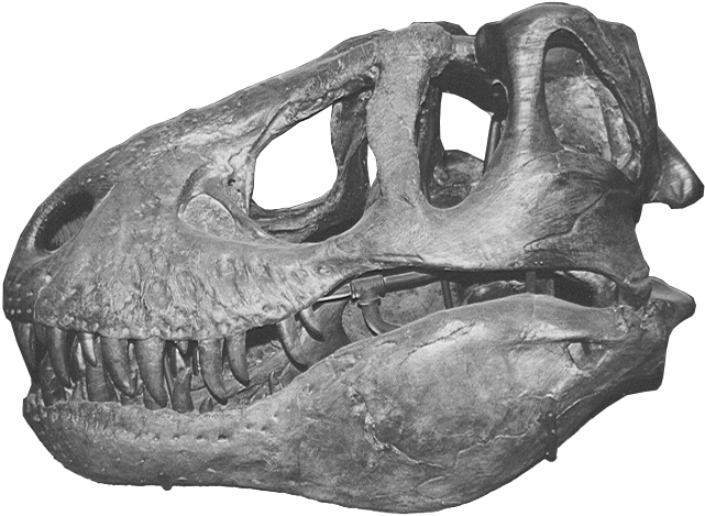 A Skull Of A Dinosaur