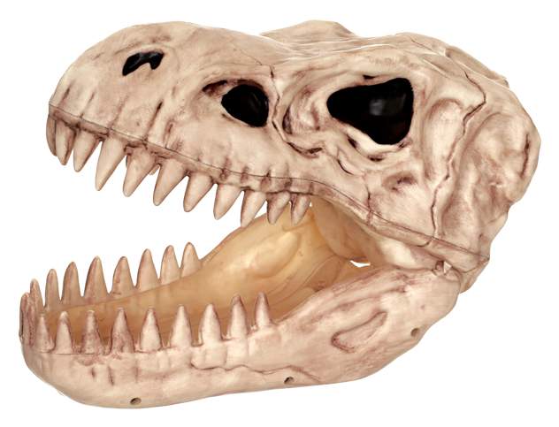 A Dinosaur Skull With Sharp Teeth