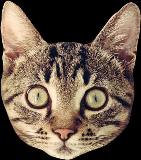 Tabby Cat Head On Transparent Background