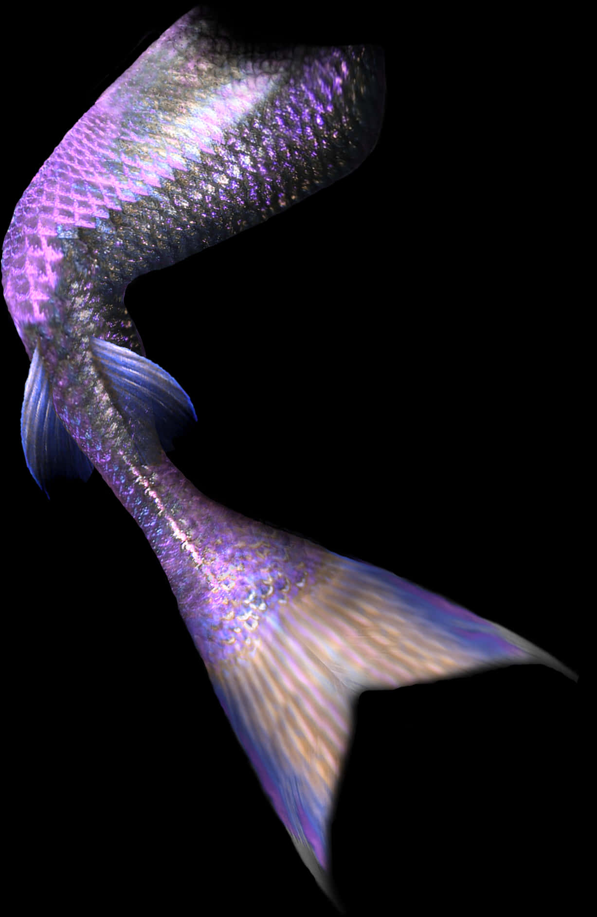 A Purple And Blue Fish Tail