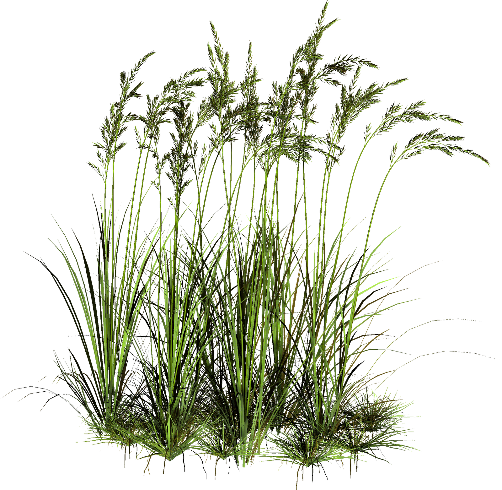 A Green Grass With Long Stems