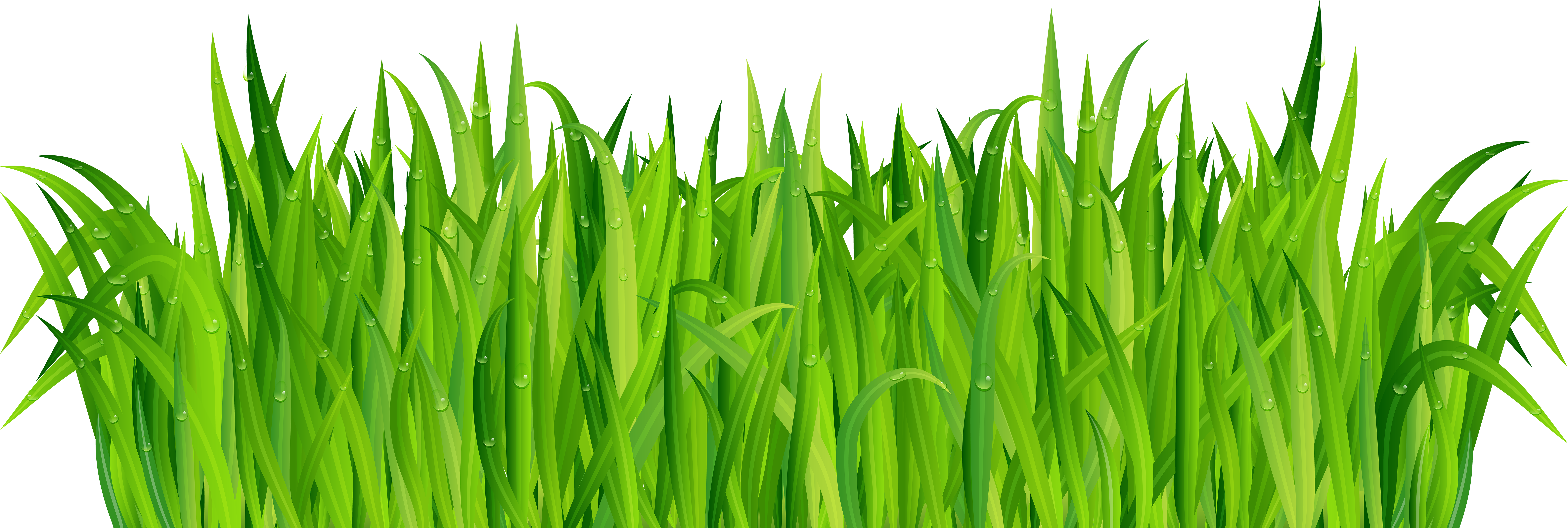 A Close Up Of Grass