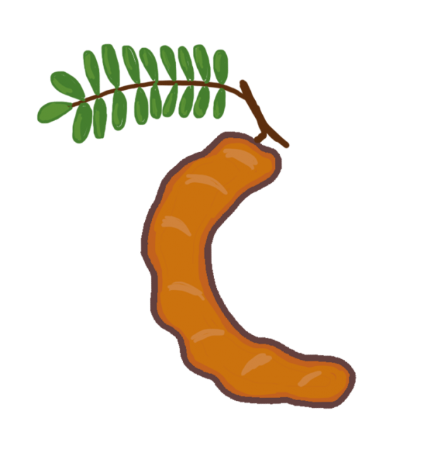 A Drawing Of A Tamarind