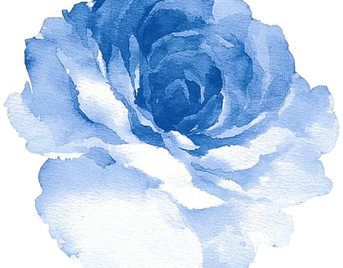 A Blue And White Rose
