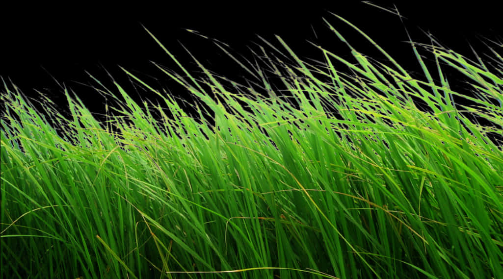 Thin Tall Grass