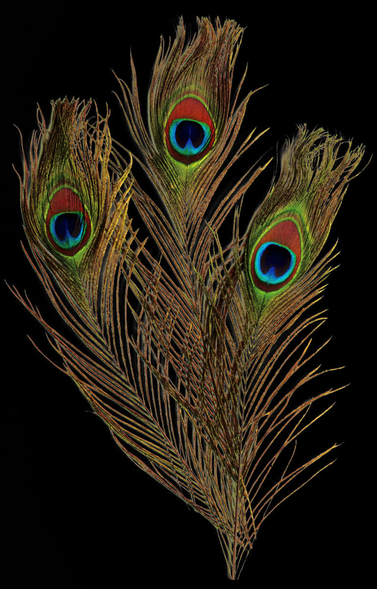 Three Peacock Feather