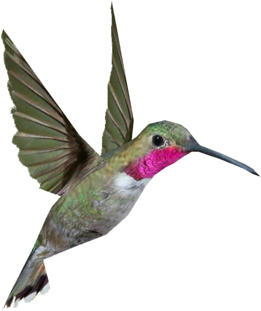 A Hummingbird With A Pink Neck
