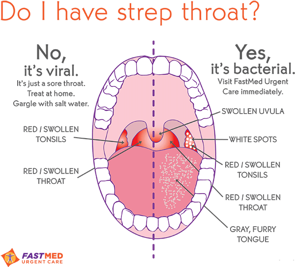 A Diagram Of A Human Mouth