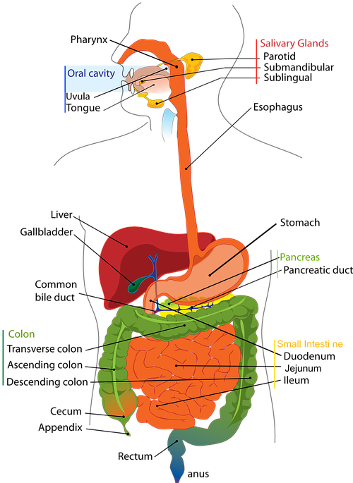 A Diagram Of The Internal Organs
