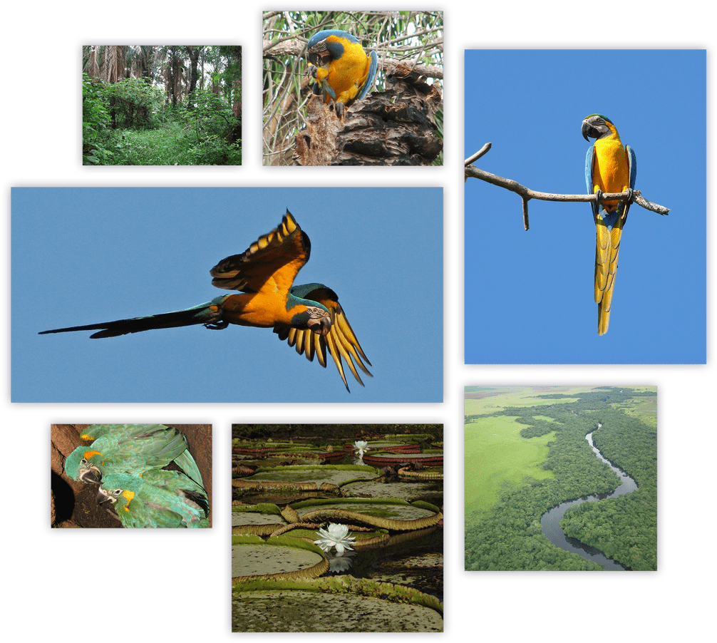 A Collage Of Birds And Plants