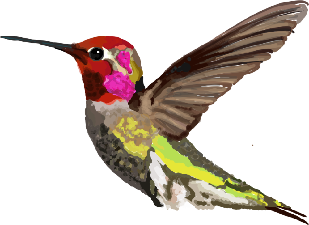 A Colorful Bird With Wings Spread