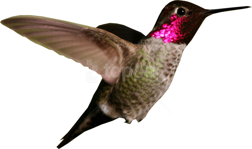 A Hummingbird With Pink And Green Feathers