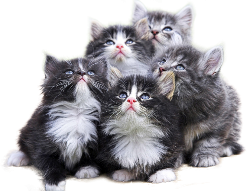 A Group Of Kittens Looking Up