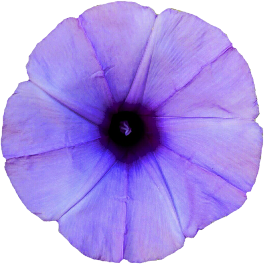 Thumb Image - Light Purple Morning Glory, Hd Png Download