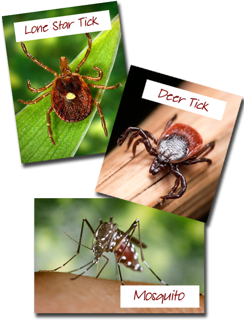 Ticks And Mosquitos - Spider Web, Hd Png Download