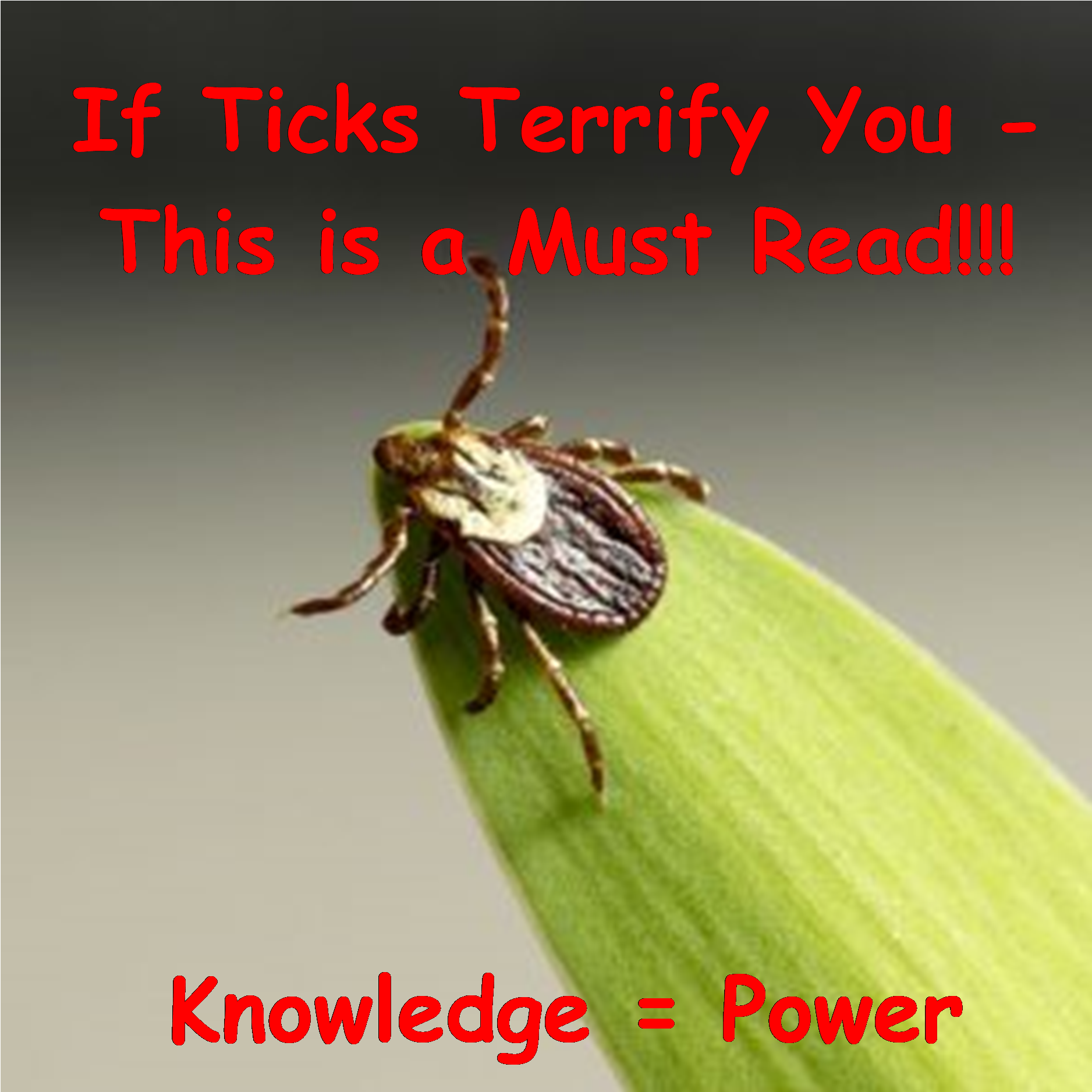 Ticks & Lyme Disease Prevention, Hd Png Download