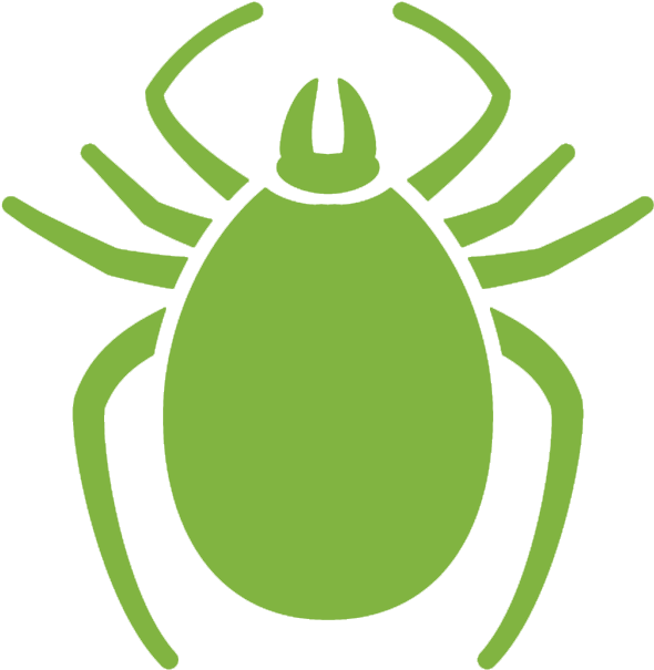 A Green Bug With Four Legs