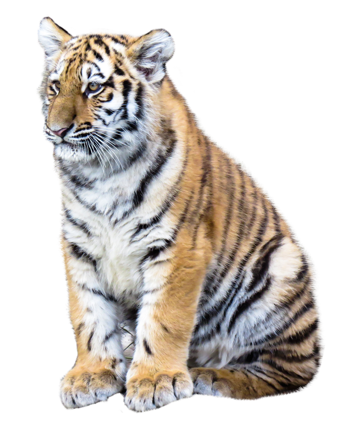 Tiger Png 1160 X 1471