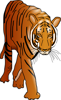 A Tiger Walking On A Black Background