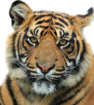 A Close Up Of A Tiger