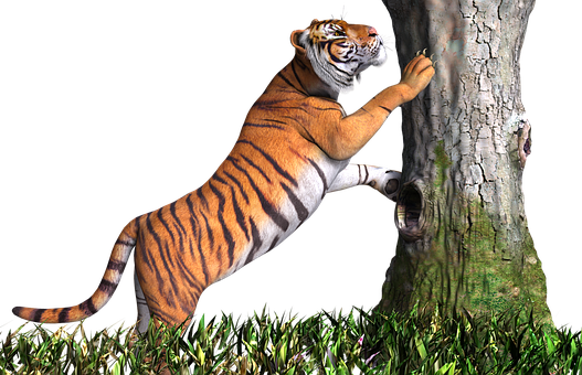 A Tiger Climbing A Tree