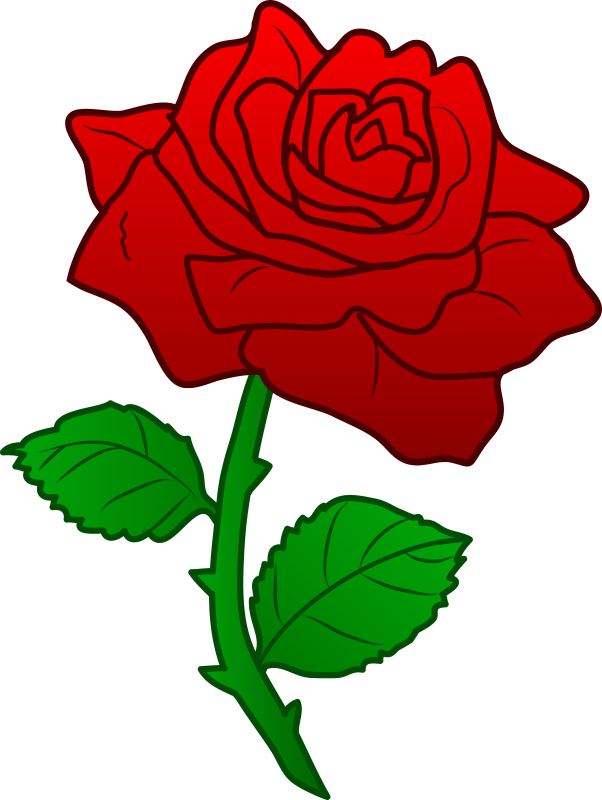 A Red Rose With Green Leaves