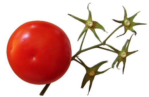 A Tomato On A Vine