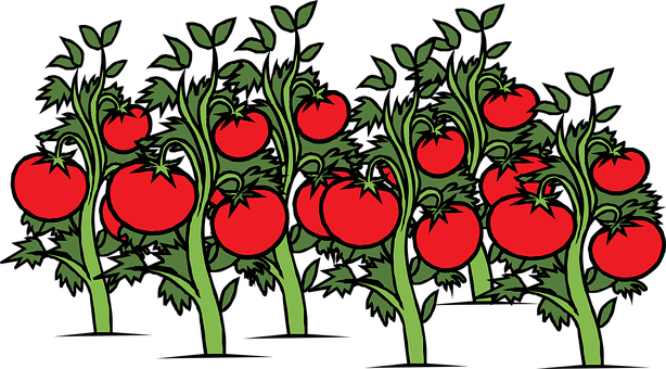 A Group Of Tomatoes On A Plant