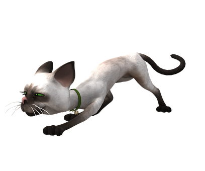 A Cat With A Long Tail And A Green Collar
