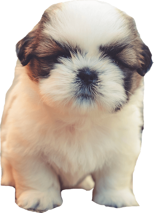 Transparent Alvin Png - Cute Puppy Good Morning, Png Download