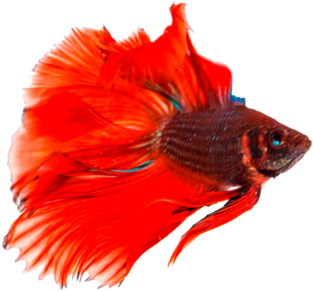 A Red Fish With Black Background