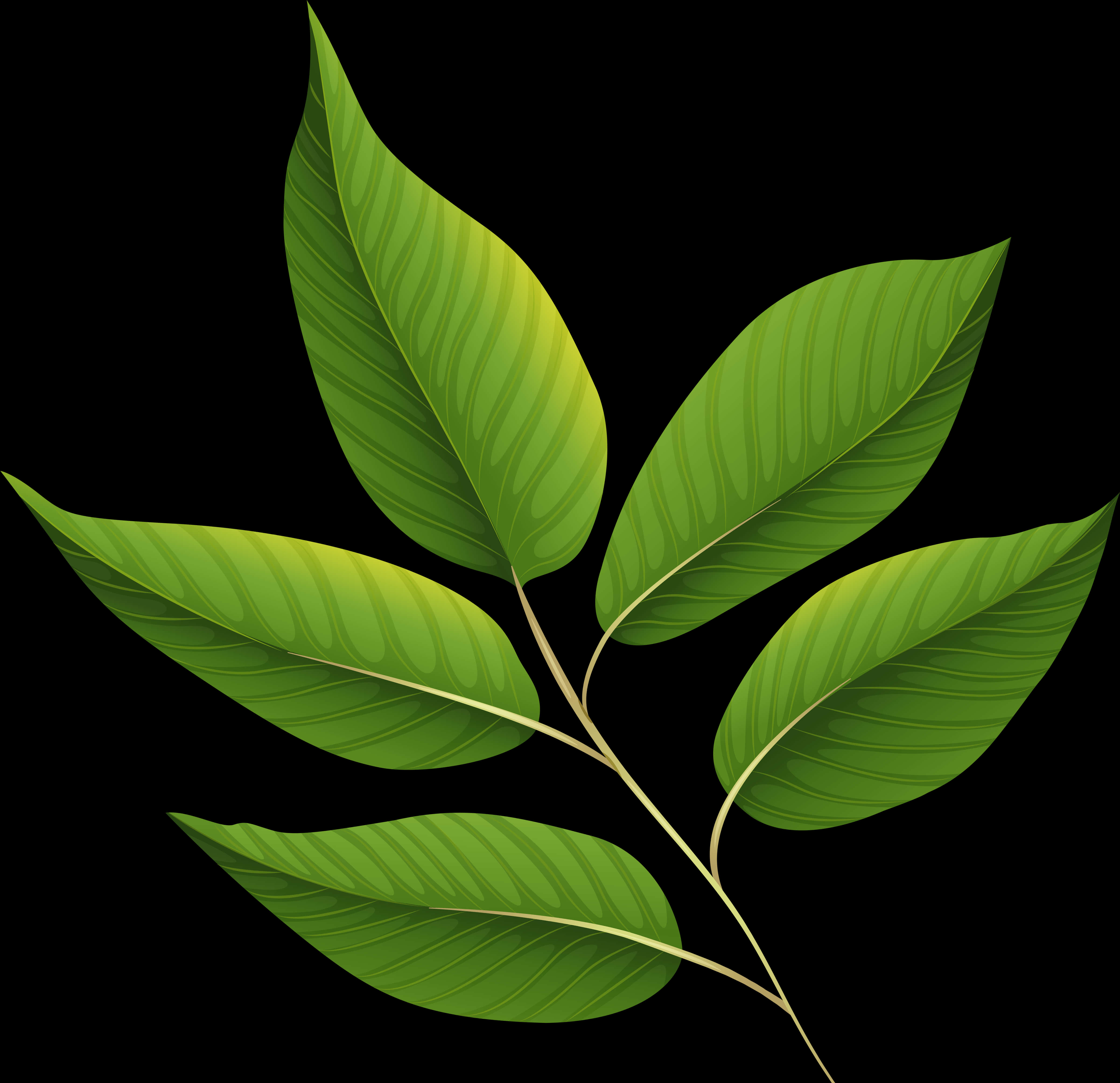 A Green Leafy Plant With Black Background