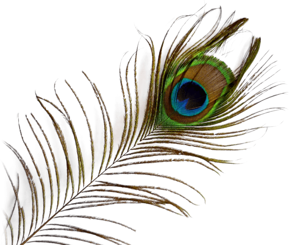 Transparent Background Peacock Feather Png, Png Download