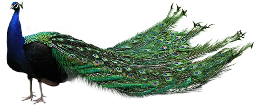 A Close Up Of A Peacock